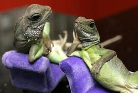 Learn about lizard pet care and find reptile pet supplies. Take care ...