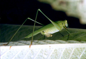 Chewing Mouthparts Grasshopper