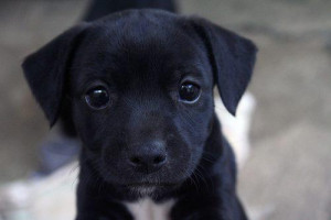 black, cute, puppy