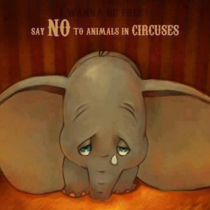 Circuses equals exploitation of Animals that are confined, caged and ...
