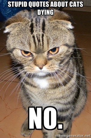 angry cat 2 - STUPId QUOTES ABOUT CATS DYING NO.