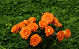 Orange roses graphics 22
