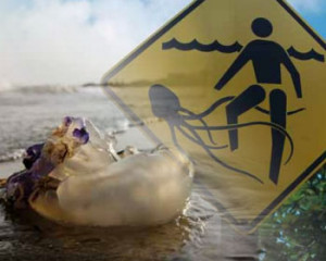 ... proliferation. (Photo: Norbert Wu, Minden/Magebroker/FLPA/Ocean2012