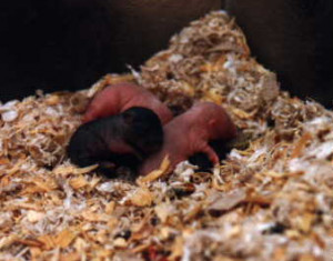 ve been asked to show some pictures of gerbil pups:
