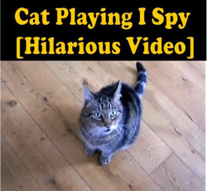 Spy And Funny Looking Cats