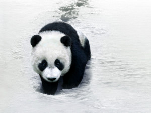Most Beautiful wild mama panda bear with cubs Wallpapers, panda HD ...