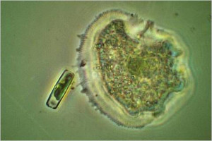 One Celled Organisms Amoeba