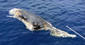 Previous: Dead Whale – Thanks to BP Oil Spill