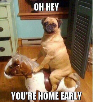 Most funny animal memes and humor pics