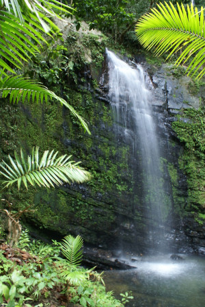tropical tropical rainforest Rio puerto rico rainforest cascada bosque ...