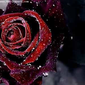 Download Dark rose sign of beauty - Rose day wallpapers for your ...