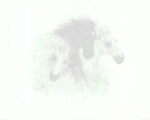 horse white shadow background Image