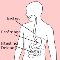 Estômago é um órgão presente no tubo digestivo, situado logo ...
