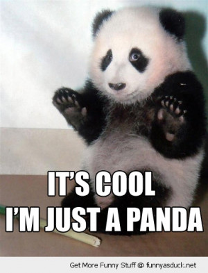 its cool panda animal bamboo funny pics pictures pic picture image ...