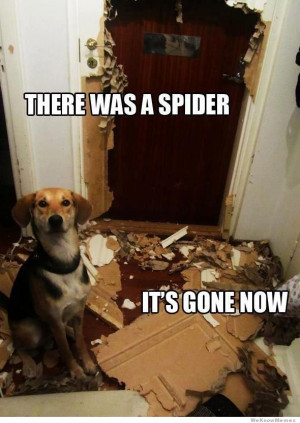 There was a spider… It’s gone now