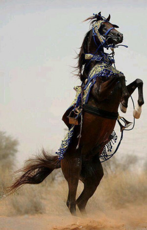 It's Amazing ARABIAN Horse...