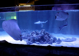 Home Aquarium Shark Tank