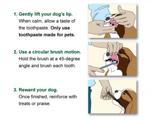 How to Brush Your Pet’s Teeth