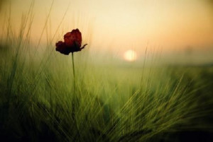 Found on modernueye.us