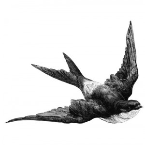 bird, blackwhite, flying, graphic, illustration, swallow
