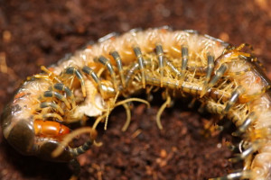 Re: Tanzanian blue Leg (Ringed) Centipede