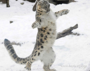 雪豹跳舞图片