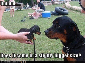 funny rottweiler - Bing Images
