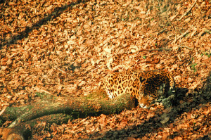 camophlage, jaguar