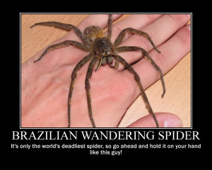 Brazilian Wandering Spider by Internet-Cancer
