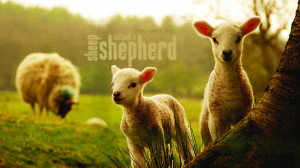 Were Like Sheep Without A Shepherd Christian Wallpaper Hd 1366x768