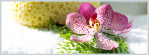 Delicate Pink Flower Facebook Cover
