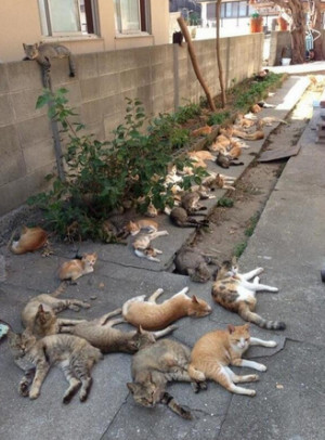 Aoshima Island: Cat Island In Japan, Cats Outnumber Humans Six-To-One ...