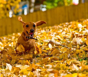 Autumn is especially beautiful during the foliage and dogs have so ...