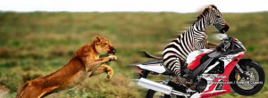 Funny Animals Zebra 2 Facebook Covers