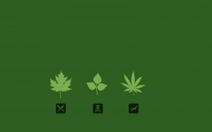 Triple Marijuana THC Threat. Maple leaf, poison ivy leaf and the ...