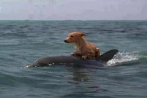 Dolphins Help Save Dog from Drowning! Stuart Wilde www.stuartwilde.com
