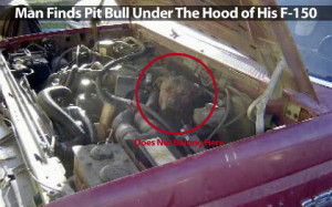 Man Finds Pit Bull Under The Hood of His F-150