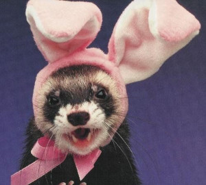 Easter - Animals With Rabbit Ears (8)