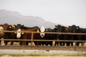 Beef cattle on a ranch.