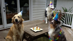Dogs Birthday Party
