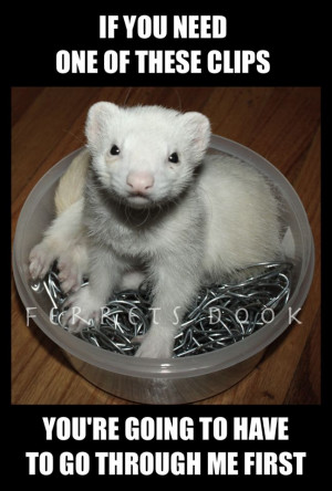 ferret #funny #for kids #forever #awesome #home #love #Ferrets ...