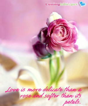 Love is more delicate than a rose and softer than its petals.