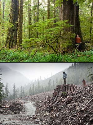 Example of spectacular temperate rain forest on Vancouver Island