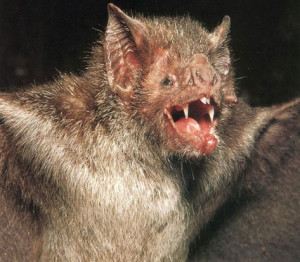 Ugly Animals - Vampire Bat
