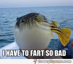 funny picture of a baloon fish that looks like it is going to fart ...