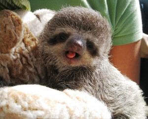 Sloth-Bacca is that you? Either way you’re cute!