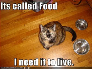 Hungry cat