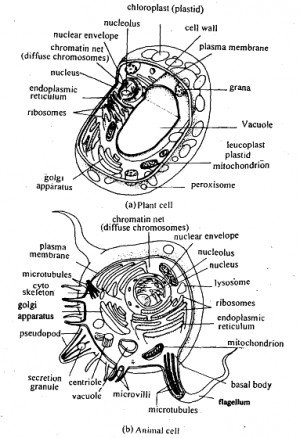 Figure: A generalized plant (a) and animal (b) cell. No one cell of ...