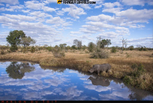 Rhino reflections, by guide Marlon du Toit. Air, water and rhino: a ...