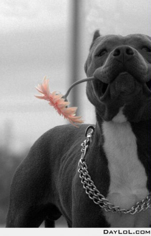 Source: http://www.daylol.com/from-pitbull-with-love Like